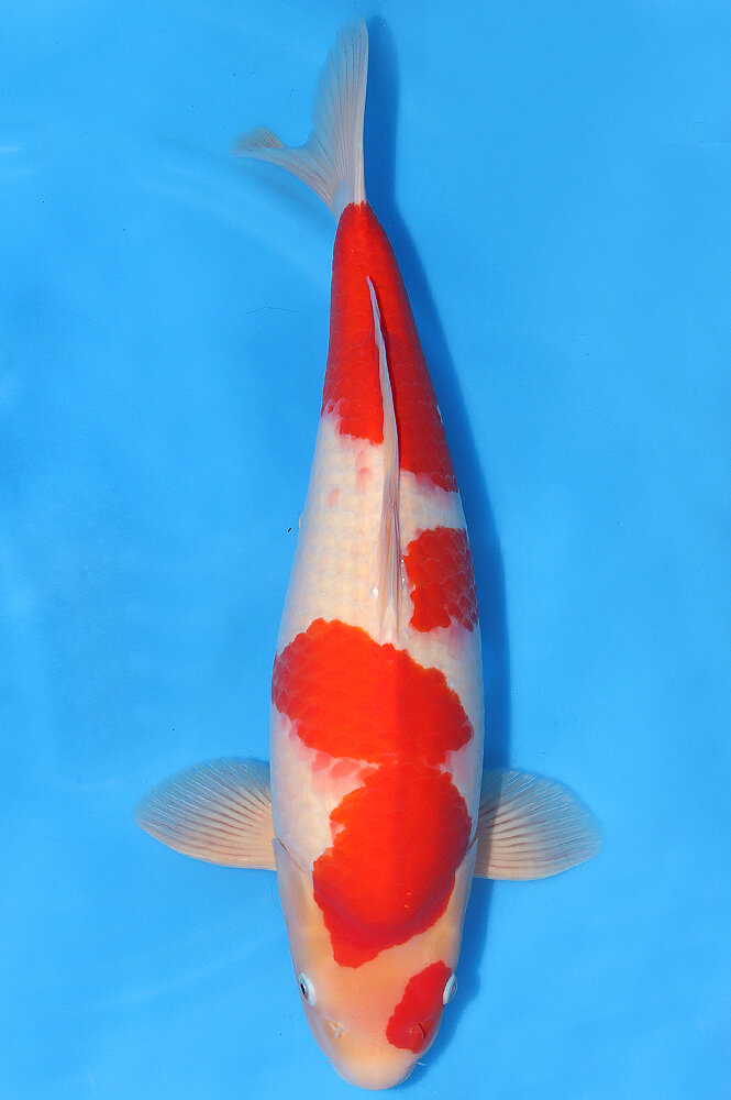 Kohaku